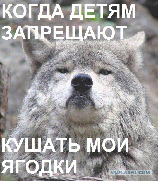 Придет серенький волчок