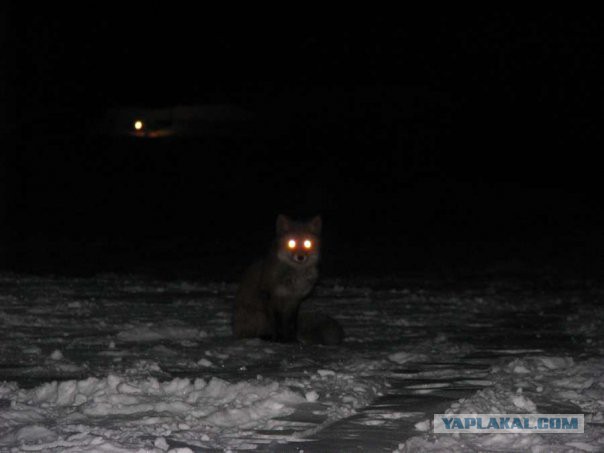 Кольский полуостров.
