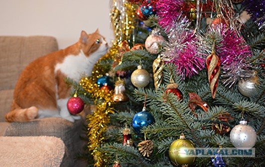 Новый год с котом Антоном