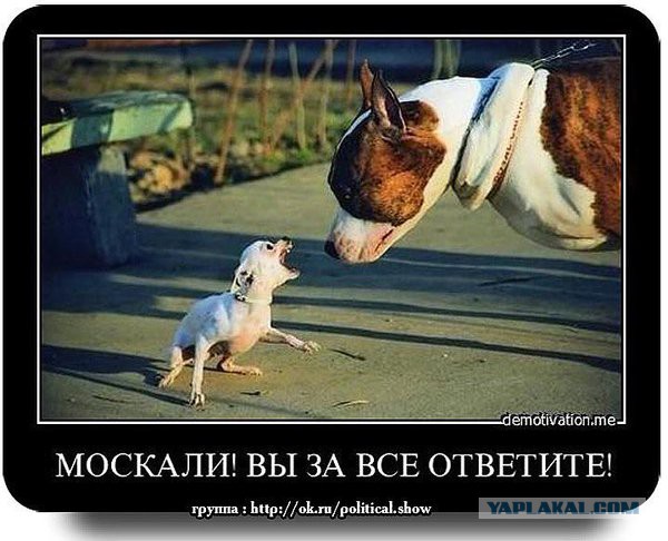 СМИ: 64% голландцев высказались против ассоциации Украины с ЕС