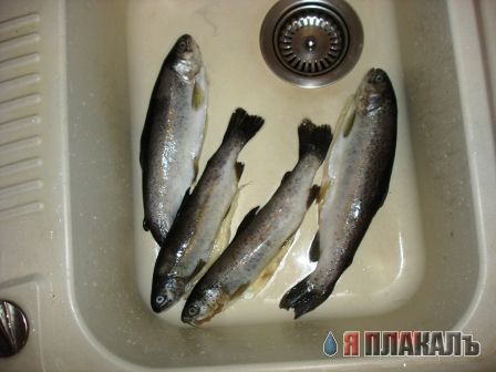 Все из рыбы!