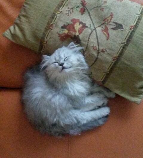 Мой зевающий кот