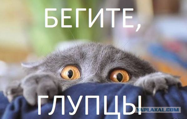 Страх и ненависть в Петербурге: Западное Мурино