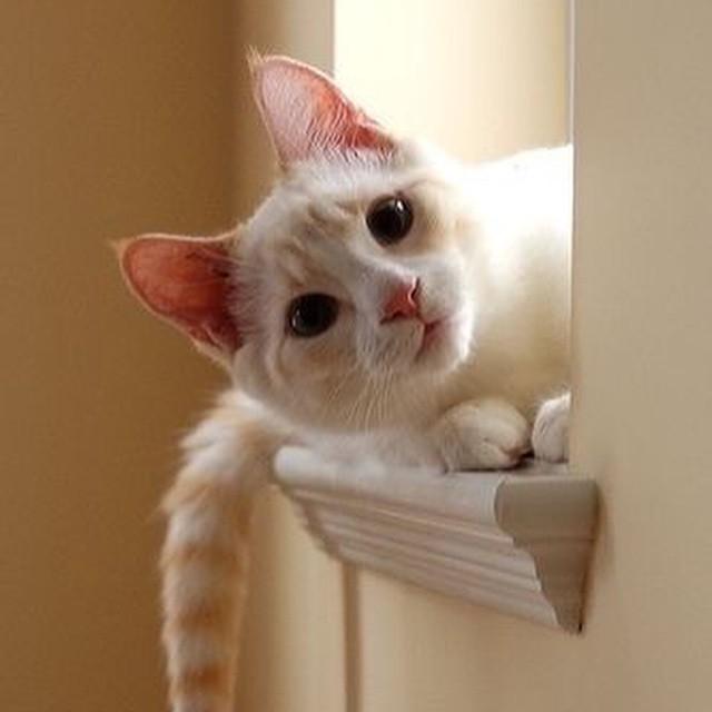 Коты и Кошки