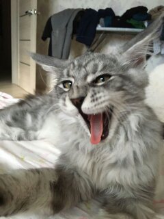 Котовторник 30.05.2017