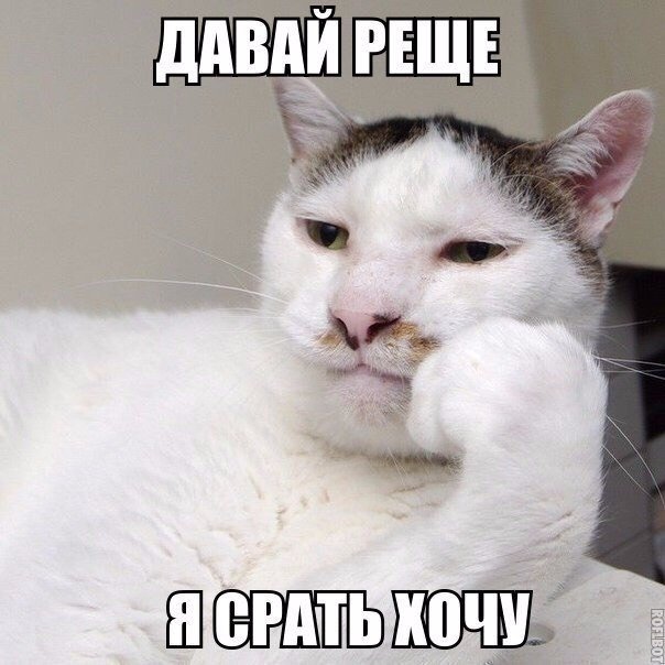 Коты и Кошки