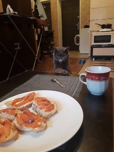 Коты и Кошки