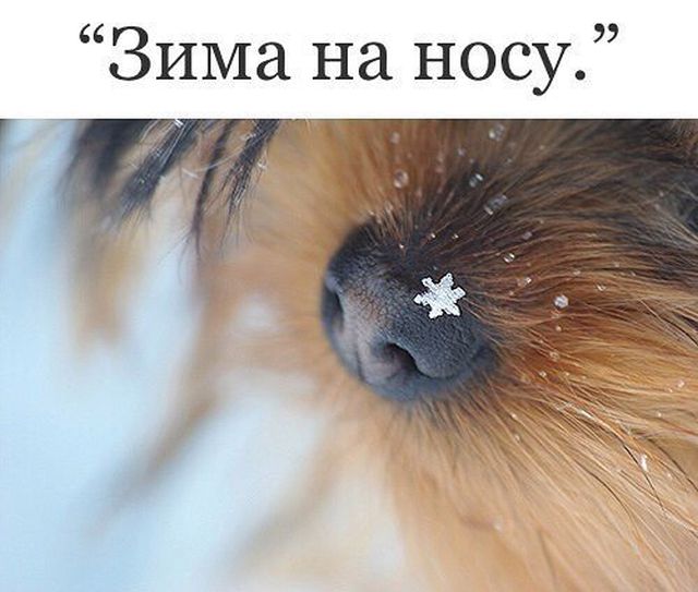 Картинок всяких