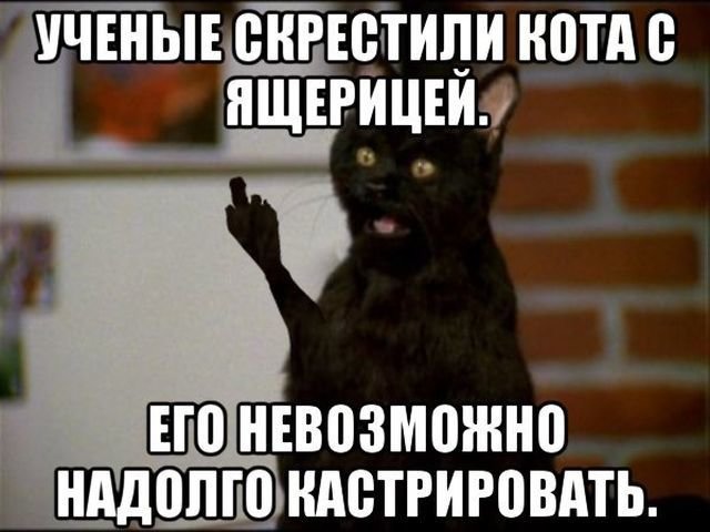 Нестандартный юмор