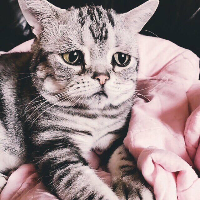 Кот без прикрас