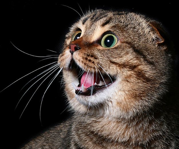 Прикольные коты на среду! ОЧЕНЬ МНОГО!