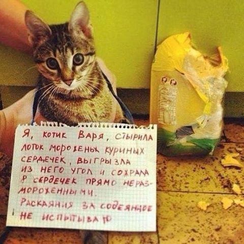 Тот самый случай, когда наглость — второе счастье