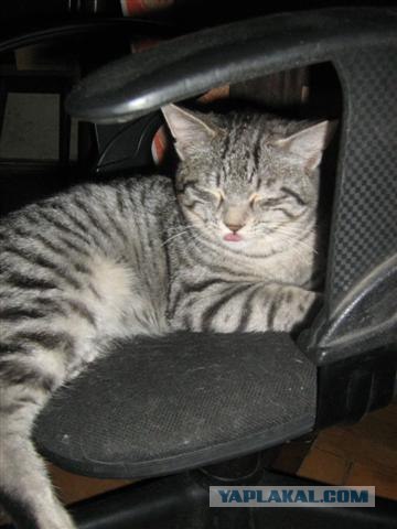 Котовторник  на  ЯПлакалъ