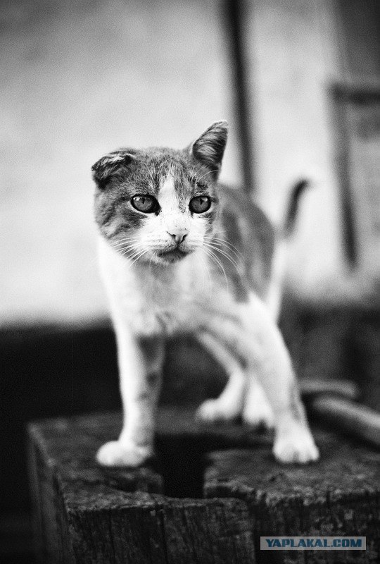 Котовторник в ЯПонии (58 фот)