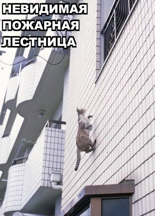 Коты и невидимые предметы 26 фот