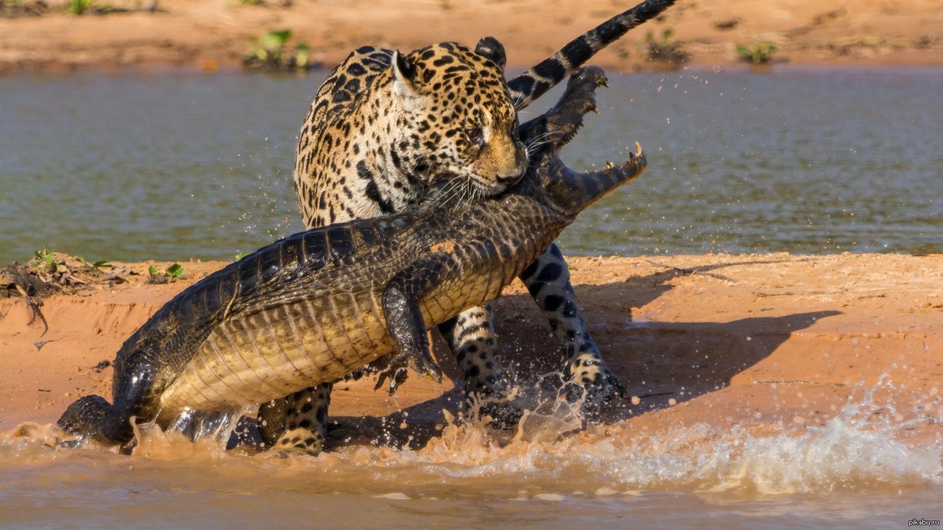 кошка охота на крокодилов