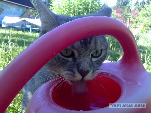 Котовторник, для любителей кошек