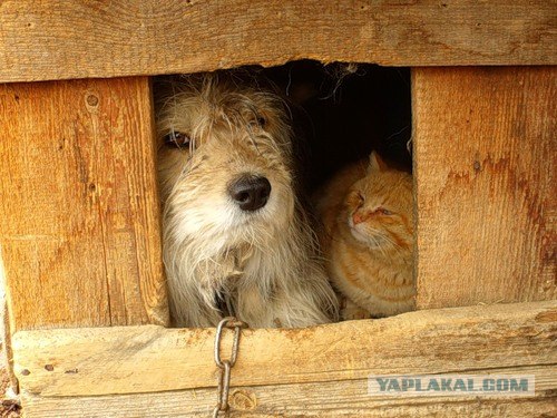 Сонный Котовторник