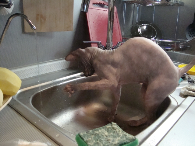 Котовторник 06.09.11