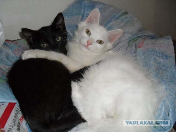 Котовторник так котовторник!