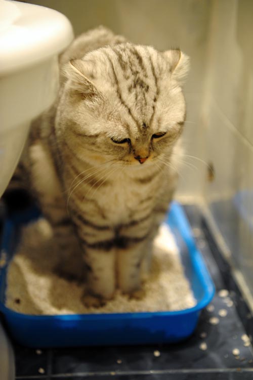 Котовторник (10.01.2012)