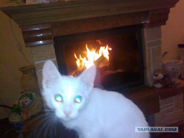 Котовторник  21.08.12