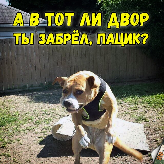 Живность из сети