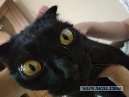 Нифинасебе! И другие выражения лиц