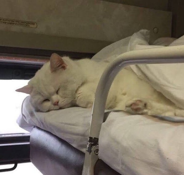 Еще к котовторнику. Поездатые коты