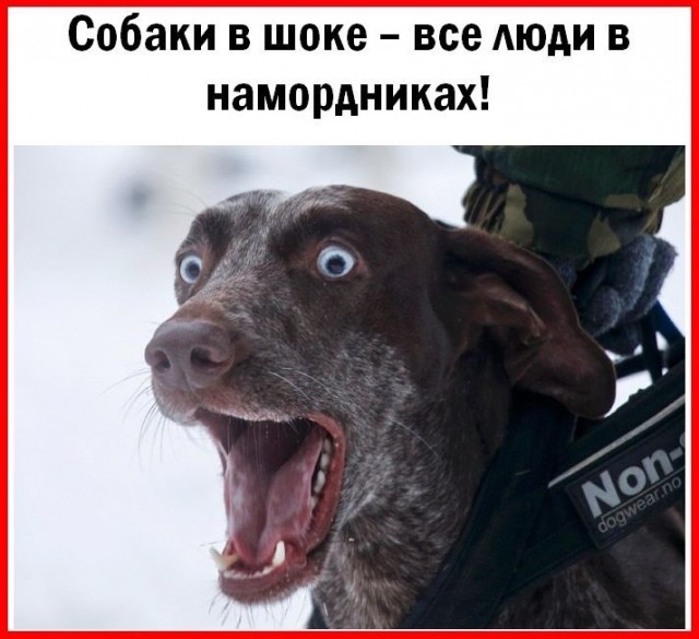 Собаки бывают