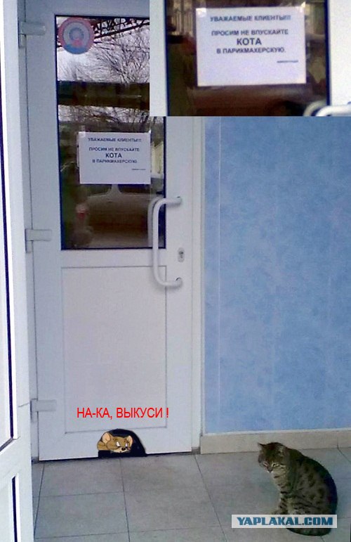 Не впускайте кота в парикхмахерскую)))