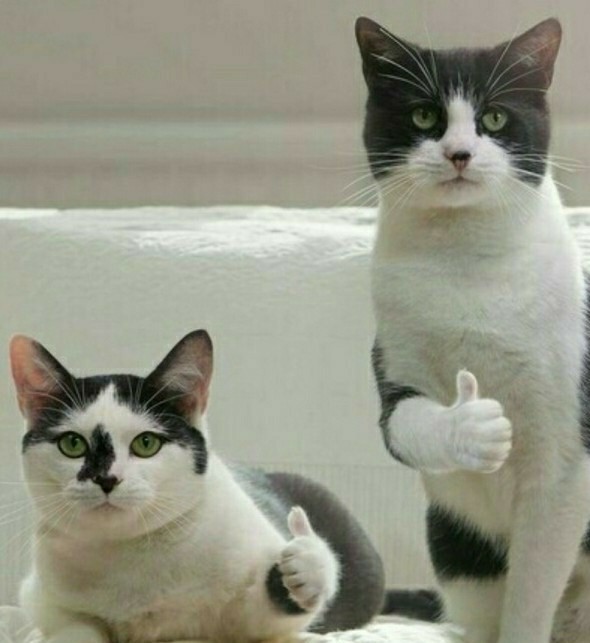 Без котов никуда