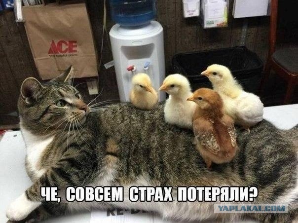 Котоюмор на ЯП. Веселые кото-картинки!