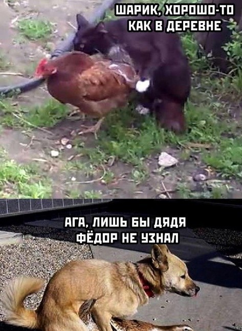 Шарик из Простоквашино