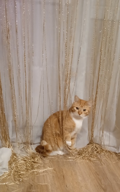 К котовторнику