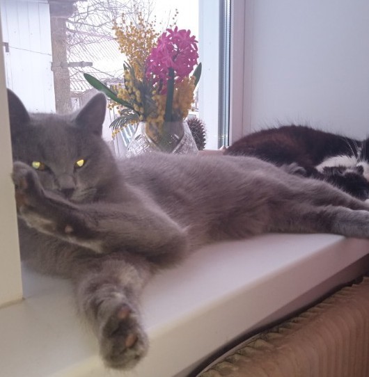 Котовторнику посвящается