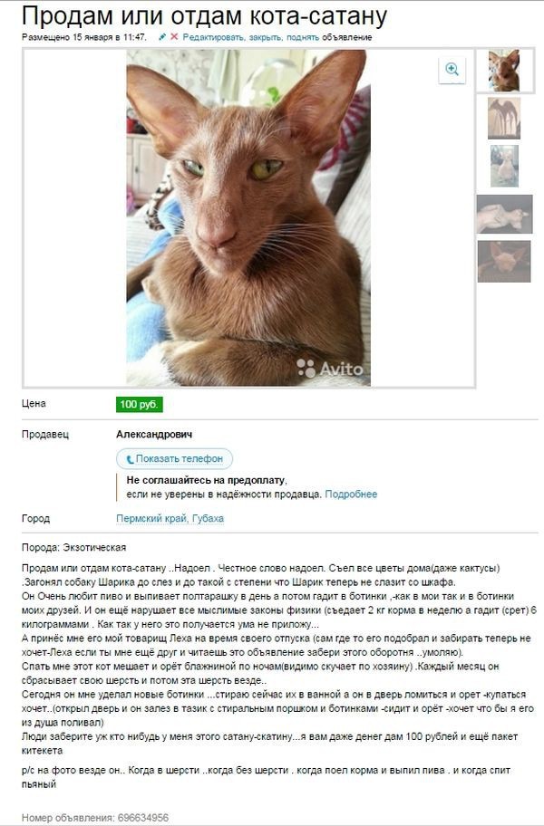 Эти кошки упрямее барана: ТОП-7 пород со скверным характером