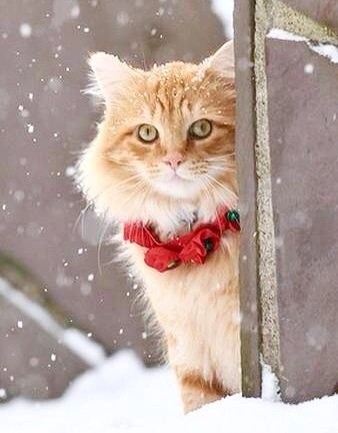 Котокартинки
