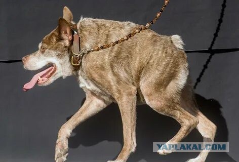 Креатив из Дагестана