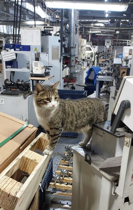 Коты, которые работают на заводах
