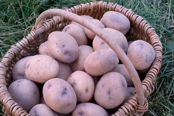 Про картошку