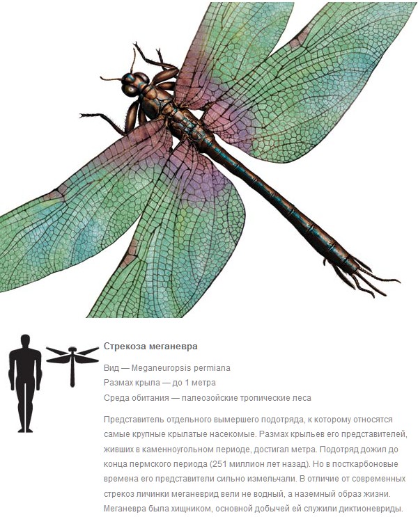 Спиногрызы.