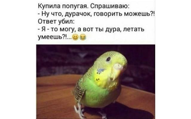 У попуга минута молчания