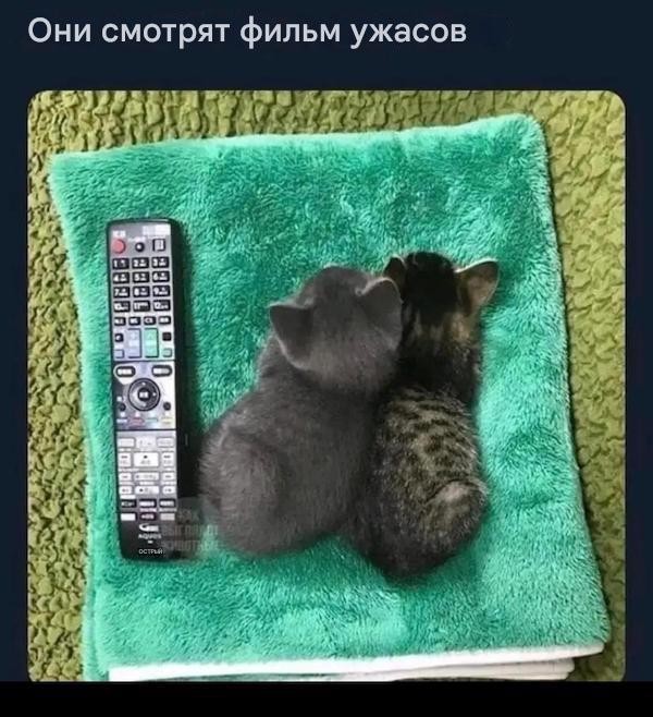 К котовторнику: подборка картинок-баянов с котиками и про котиков. Выпуск 42.
