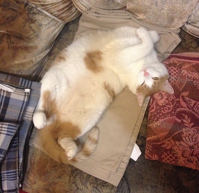 Котовторник  10.12.2013