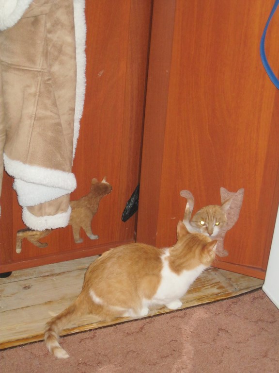 Котовторник  28.01.14