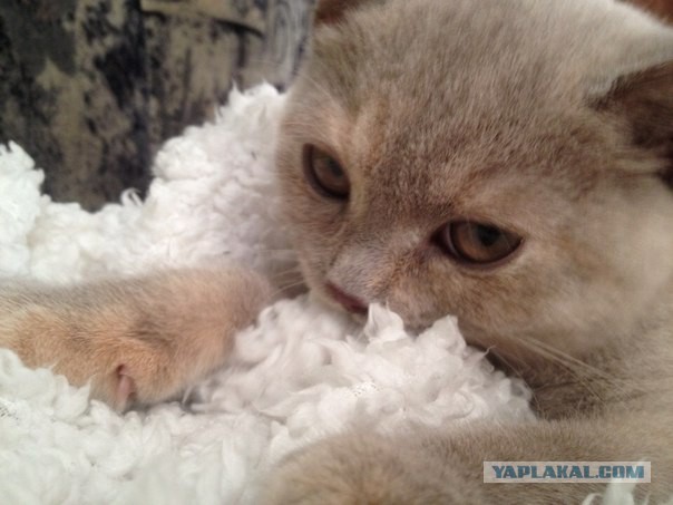 Котовторник 4.02.2014