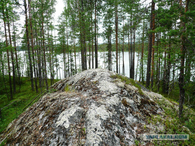 Две недели на Иовском водохранилище. Соколозеро.