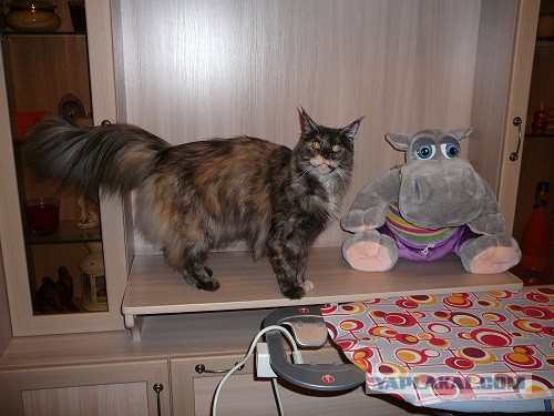 Котовторник 02.09.2014