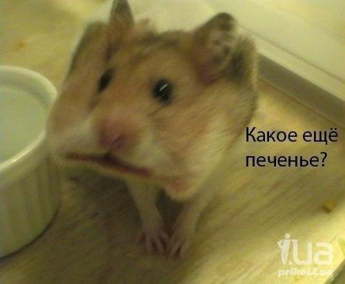 Веселые картинки